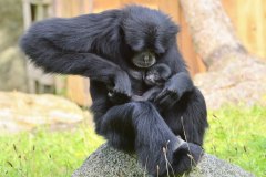 Siamang-72
