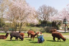 Streichelwiese-alpaka