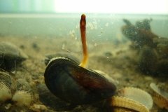 Miesmuschel_mit_Fuss_P1270722-002