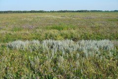 Salzwiesenpfad_Blick_vom_Ufer_P1140953