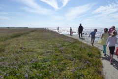 Salzwiesenpfad_Foto_D_Wolff_P1230445-scaled