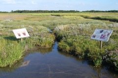 Salzwiesenpfad_P1280332
