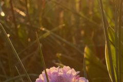 Sehestedt-von-Marcel-Sakowitz-1-scaled