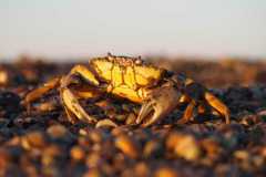 Sehestedt-von-Marcel-Sakowitz-16